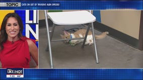 LIKE IT OR NOT: Cats on list of "invasive alien species"