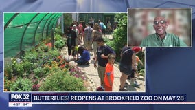 'Butterflies!' reopens at Brookfield Zoo on May 28