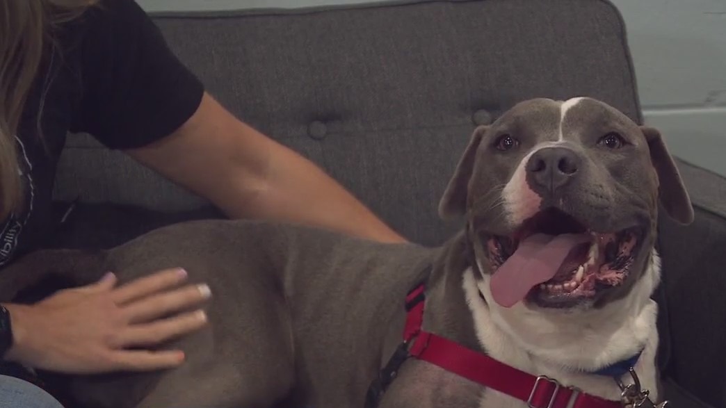 Pet of the Week: Meet Becks!