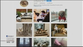 Senior dogs are the stars of Wolfgang2242