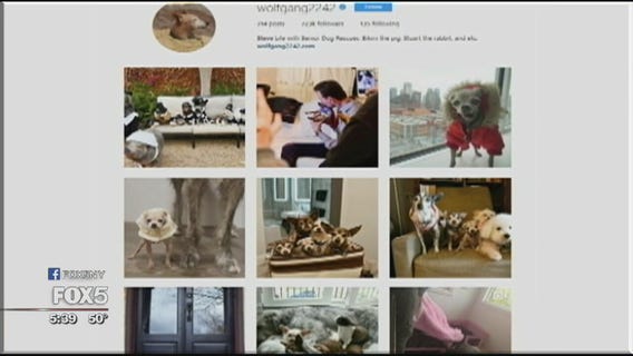 Senior dogs are the stars of Wolfgang2242