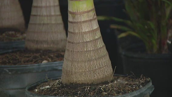 Palm tree truck rot study