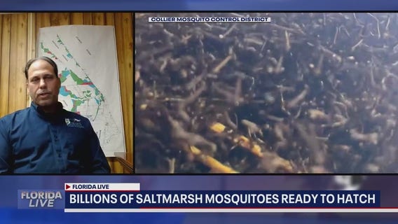 BILLIONS of saltmarsh mosquitoes ready to hatch