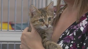 Cats of the Weekend: Turquoise and Peridot