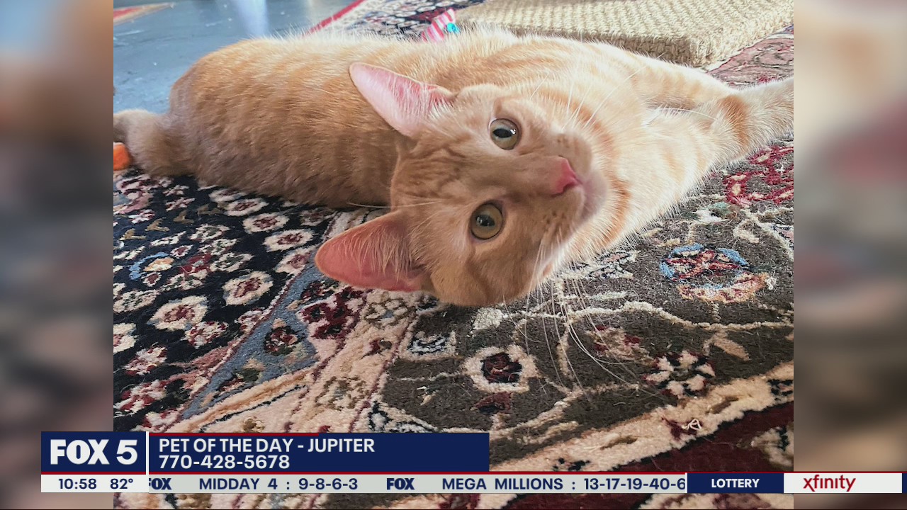 Pet of the Day from the Humane Society of Cobb County