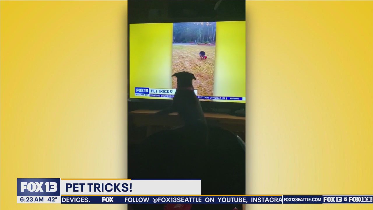 Pet Tricks for Wednesday, November 27