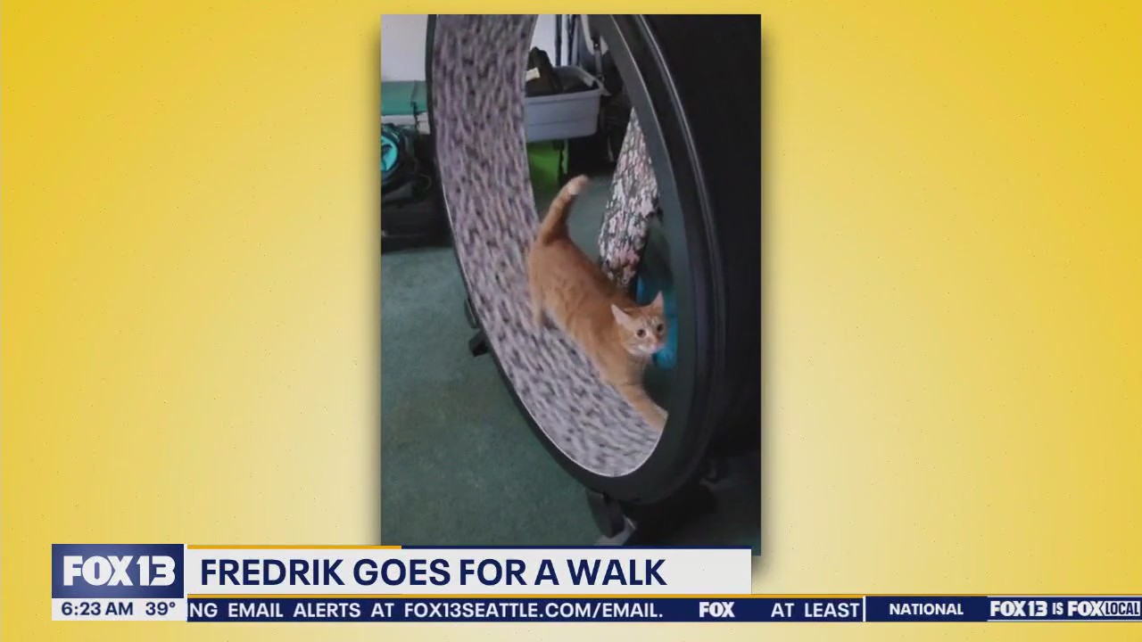 Pet Tricks for Monday, March 17