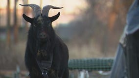 Loose goat runs amok on Detroit's west side