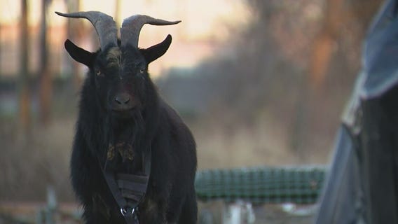 Loose goat runs amok on Detroit's west side