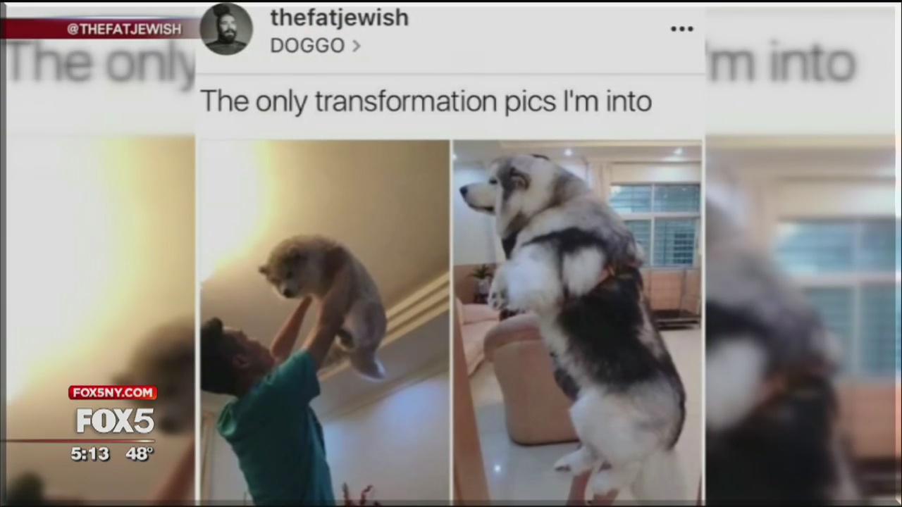 Meme star Tank Sinatra