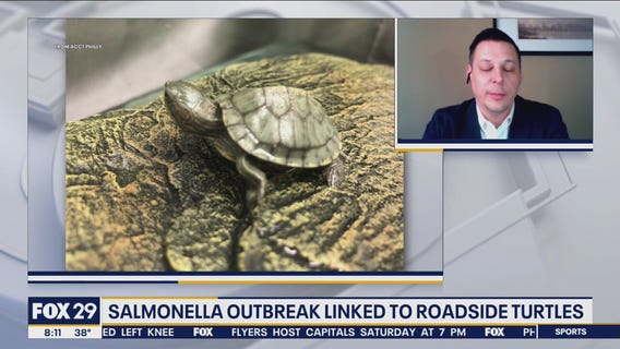 Salmonella outbreak linked to roadside turtles