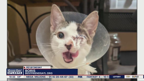 Pet of the Day from Best Friends ATL