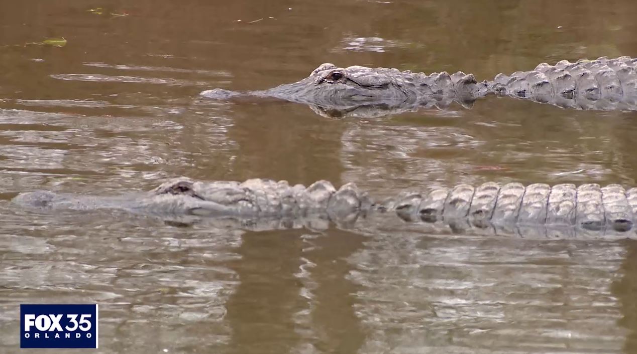 Episode 6: Gatorland Global & its conservation efforts