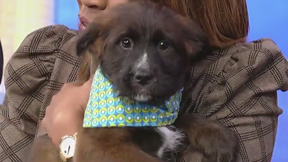 Meet Darla: Our Pet of the Day