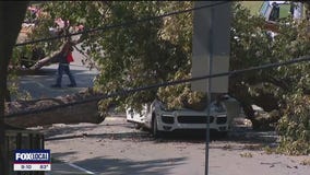 Negligence alleged in lawsuit after tree paralyzes mom