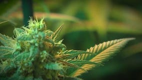 Arizona cannabis sales top $1 billion mark