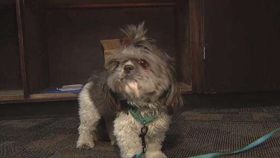 Paws For Peers: Program that helps others in Mesa is expanding