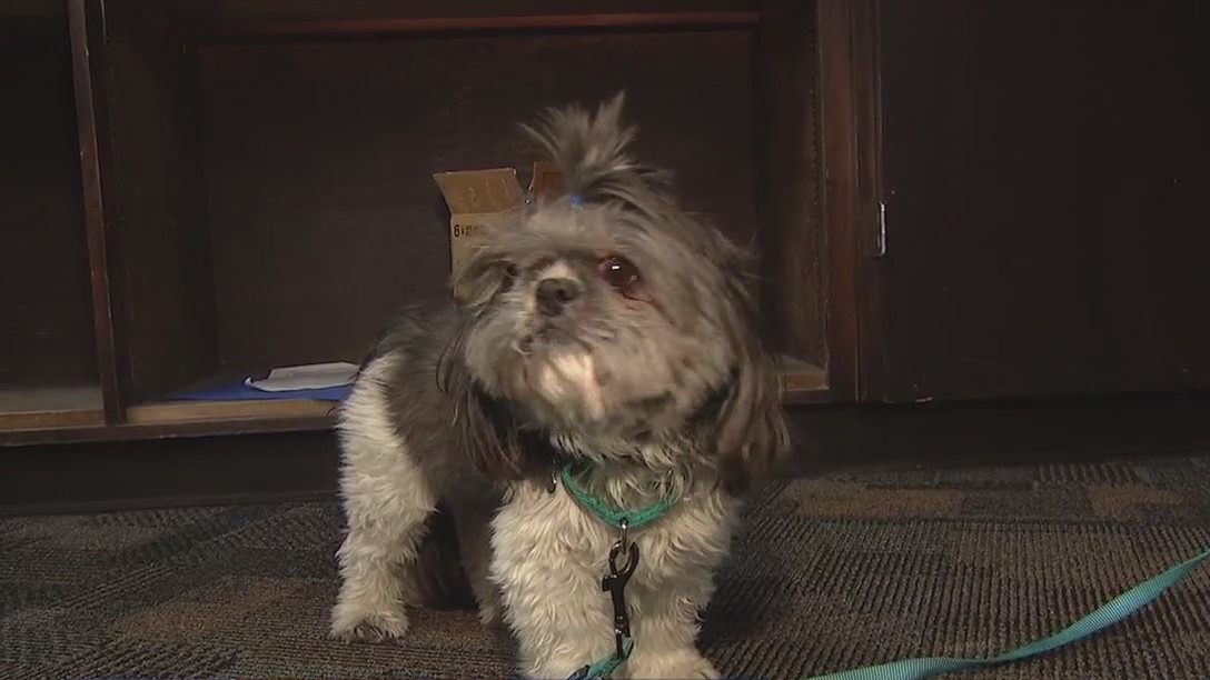 Paws For Peers: Program that helps others in Mesa is expanding