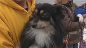 Tinley Park family raises $10K in donations for P.A.W.S. Tinley Park