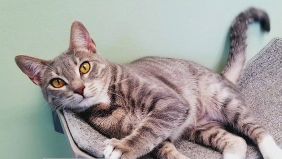 Meet Dallas: Our Pet of the Day