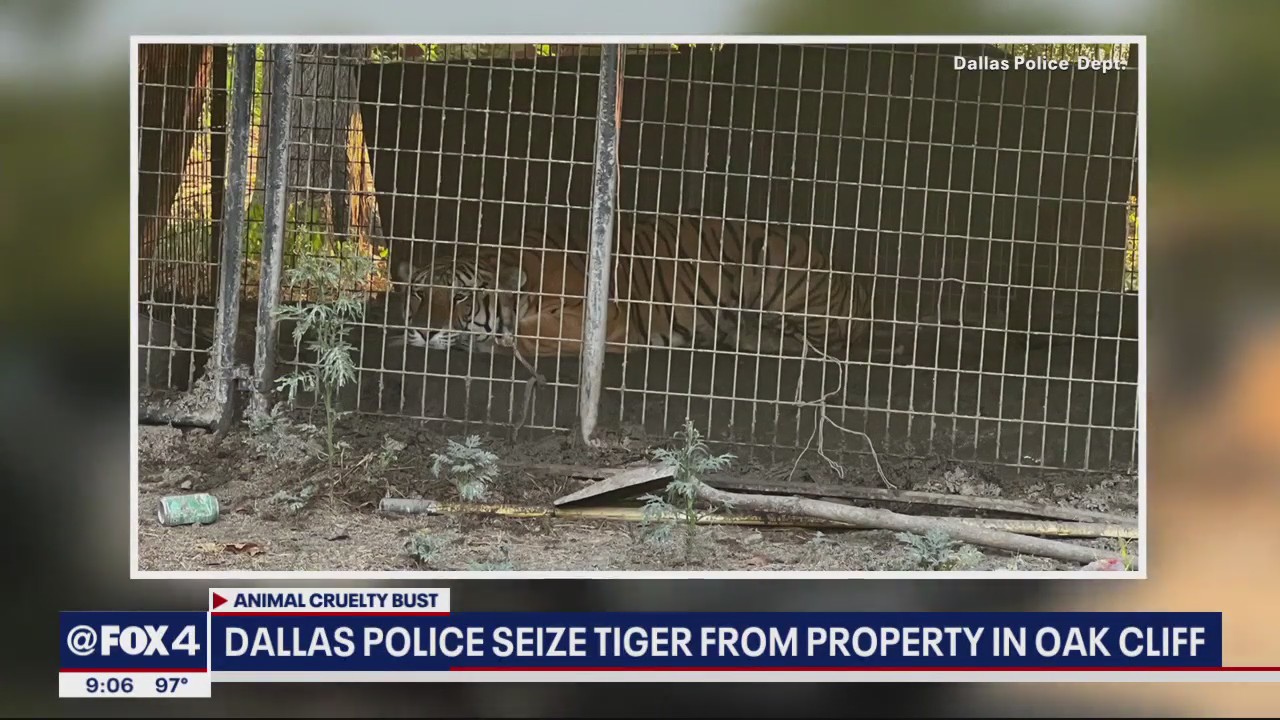Police seize tiger from Oak Cliff property | FOX 4 Dallas-Fort Worth