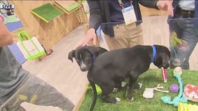 Global Pet Expo in Orange County