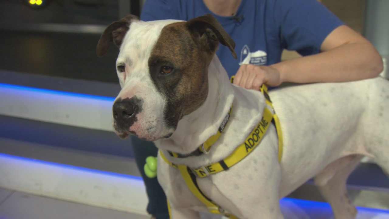 Pet Project: Chuvasco from San Gabriel Valley Humane Society