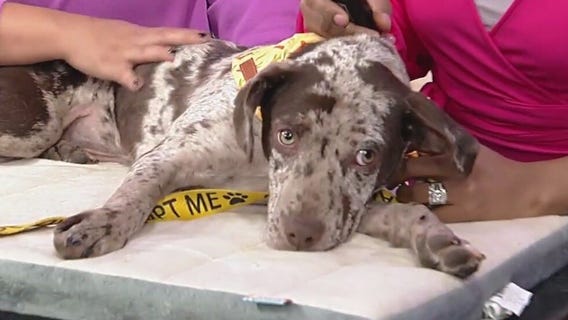 Meet Dixee and Isabell: Our Pets of the Day