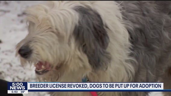 Animal Humane Society rescues 22 dogs from a Minnesota breeder