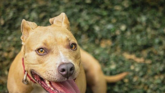 Sweetcheeks: Pet of the Day