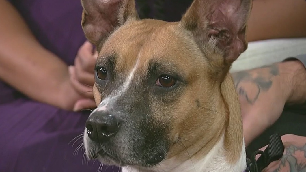 FOX 13's Pet of the Week: Meet Beth