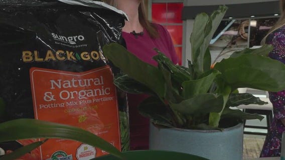 House plant hacks: Garden Guy