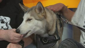 Pet Project: Baby Cali, a Husky mix