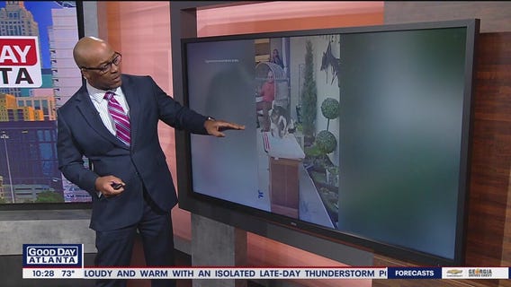 Cat holds world record for longest jump