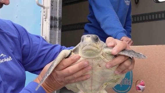 Endangered sea turtles treated after East Coast cold snap