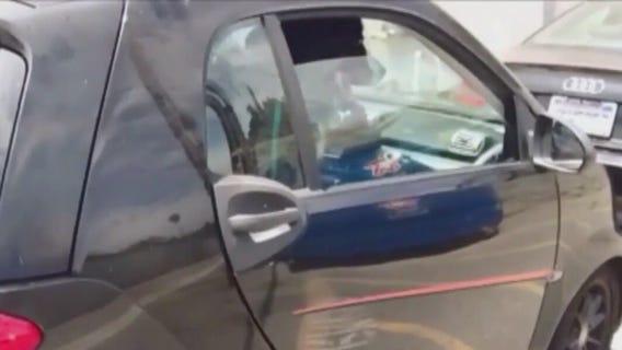 Did You Know? How to keep your pets safe in the summer heat