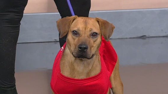 Meet Felicity: Our Pet of the Day