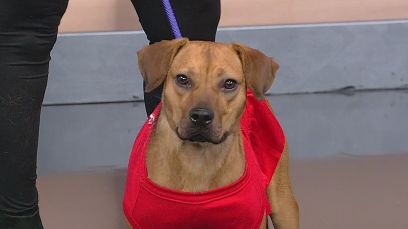 Meet Felicity: Our Pet of the Day