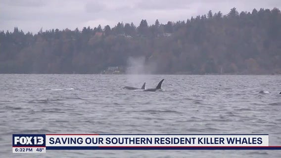 Saving our WA southern resident orcas