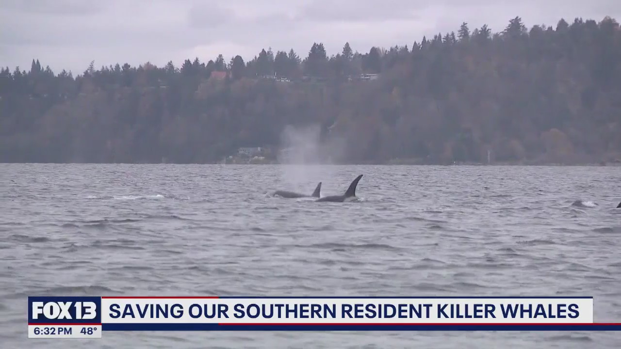 Saving our WA southern resident orcas