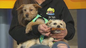 Pet Project: Winnie and Wolfie at Doggie Tahiti