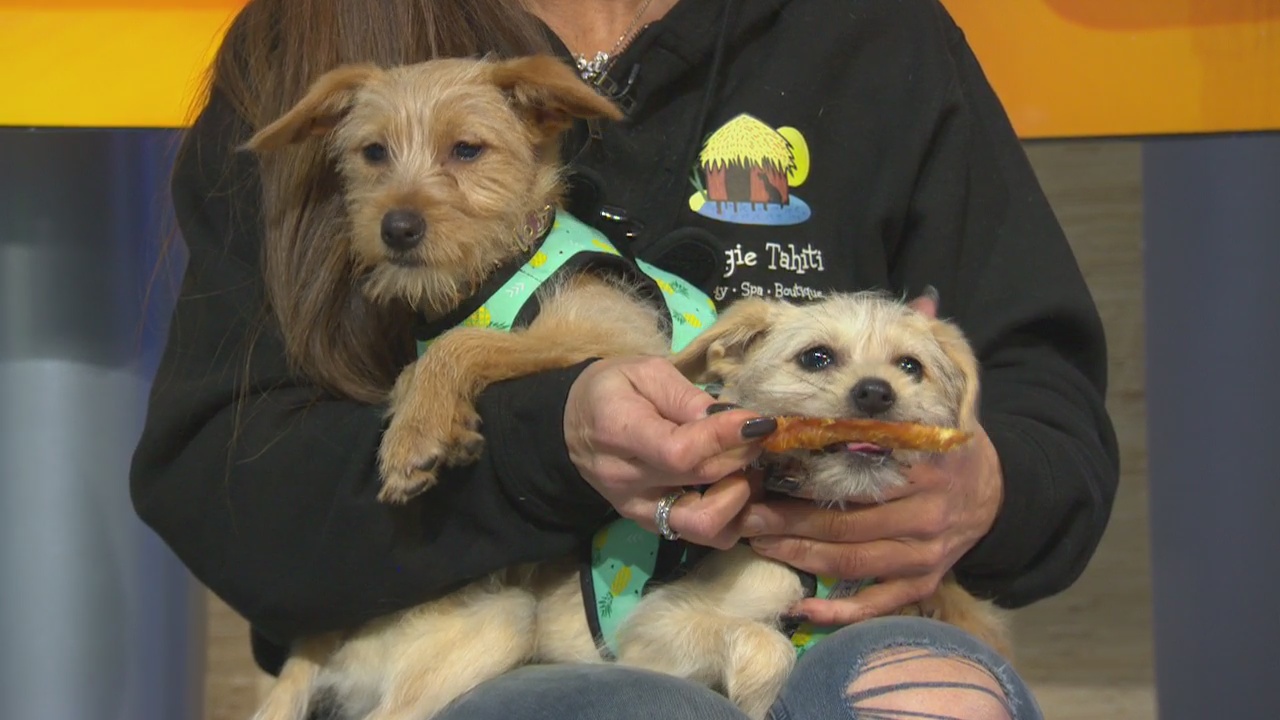 Pet Project: Winnie and Wolfie at Doggie Tahiti
