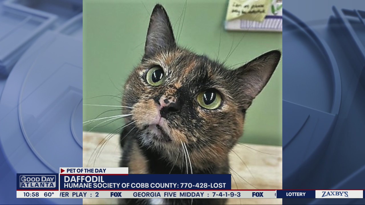 Pet of the Day from the Humane Society of Cobb County