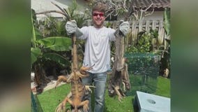 FAU grad launches iguana trapping business