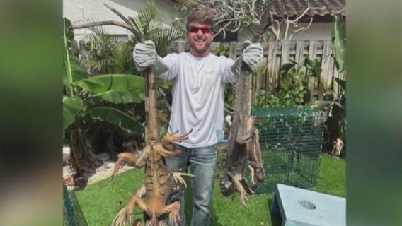 FAU grad launches iguana trapping business