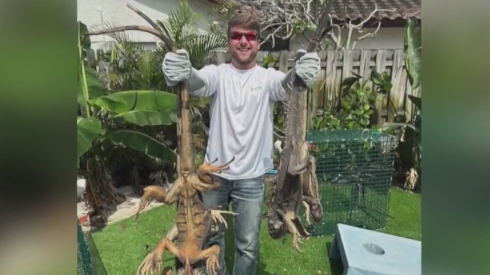 FAU grad launches iguana trapping business