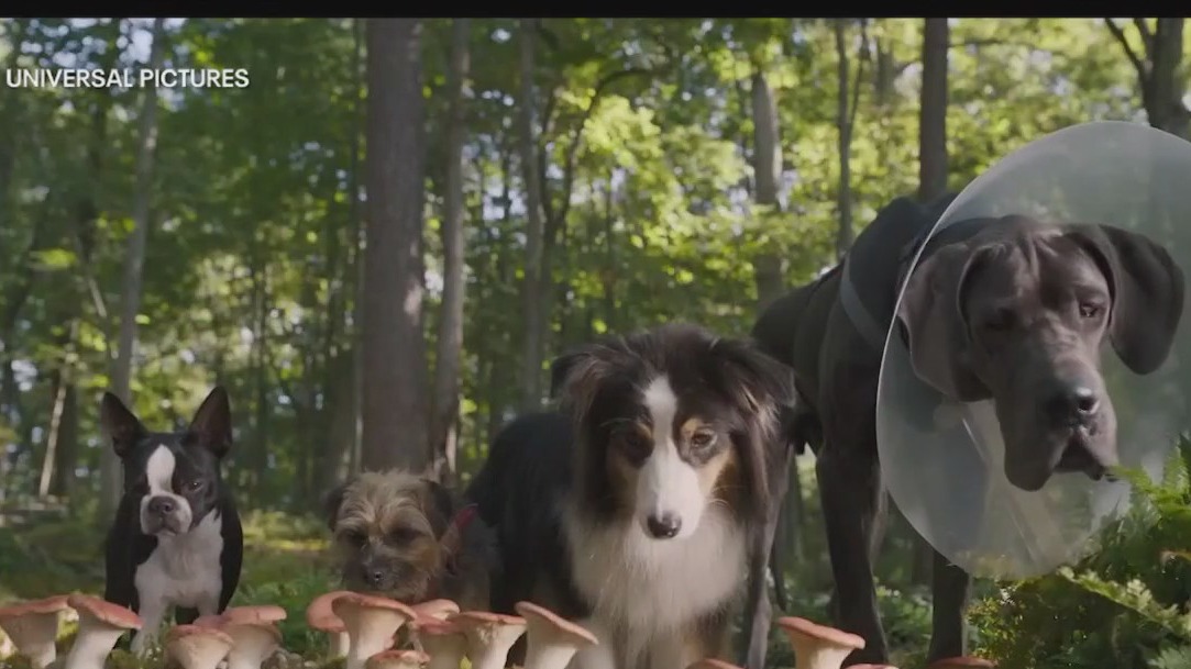 New film ?Strays? puts R-rated spin on dog life