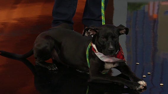 Pet of the Day: Glinda