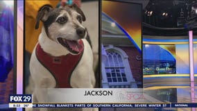 FurEver Home: February 26, 2023