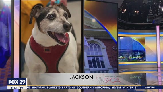 FurEver Home: February 26, 2023